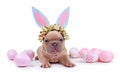 Cute fawn French Bulldog dog puppy dressed up as easter bunny with blue paper rabbit ears headband with flowers and easter eggs Royalty Free Stock Photo