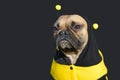 Cute fawn French Bulldog female dog dressed up in a  funny black and yellow bee costume Royalty Free Stock Photo