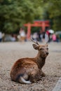 Cute fawn lying on the ground in the park, vertical, close-up