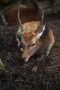 Cute fawn lying on the ground, vertical, close-up