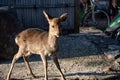 Cute fawn in the Miyajima island, Hiroshima city, Japan Royalty Free Stock Photo