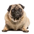 Fawn pug dog laying on the ground