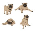 Cute fawn pug dogs set