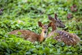 Cute fawn resting with mother deer