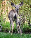 Cute fawn or young deer, looking at camera in suburban garden.