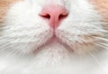 Cute feline pink nose macro close-up, White red cat with a mustache macro Royalty Free Stock Photo