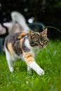 Cute feline walks like a model on the catwalk. European kitten with green eyes runs around garden in high grass. Czech republic.