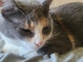 Cute female Calico cat looks like kitten that is sleepy