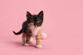 Cute female calico playing with a pink woolen ball looking up on a pink background