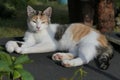 Cute female calico tricolor cat lying relaxed on garden well roof.