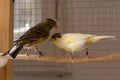 Canaries of the Slavujar breed stand on perch in a cage at home Royalty Free Stock Photo