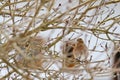 Cute female Common Chaffinch on a tree in Europe Royalty Free Stock Photo