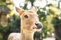 A cute female deer close-up portrait Royalty Free Stock Photo