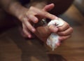 Cute Female Exotic Winter White Dwarf Hamster caught in owner hand. Winter White Hamster is known as Winter White Dwarf,