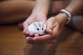 Cute Female Exotic Winter White Dwarf Hamster eating pet food on owner both hands. Winter White Hamster is known as Winter White