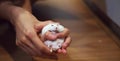 Cute Female Exotic Winter White Dwarf Hamster lying comfortably in owner both hands. Winter White Hamster is known as Winter White