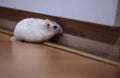 Cute Female Exotic Winter White Dwarf Hamster sniffing things out on the floor. Winter White Hamster is known as Winter White