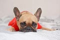 Cute female fawn French Bulldog dog with red shirt lying on blanket