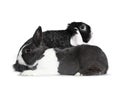 Cute female grey with white European rabbit and brave male black with white lop ear friend. Isolated on white background.