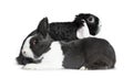 Cute female grey with white European rabbit and brave male black with white lop ear friend. Isolated on white background.