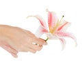 Cute female hands with fresh lily over white Royalty Free Stock Photo