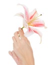 Cute female hands with fresh lily over white Royalty Free Stock Photo