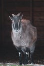 Cute Female Himalayan tahr Hemitragus jemlahicus