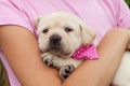 Cute female labrador puppy dog lying in young girl arms