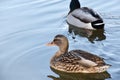 Cute Female And Male Mallard Ducks Enjoying A Peaceful Afternoon In A Protected Habitat