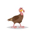 Cute female male turkey posing. Cartoon style illustration of farm animal. Big domestic bird. Vector picture Royalty Free Stock Photo