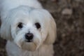 Cute Female Maltese Pup Standing for Her Portrait