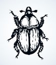 Chafer. Vector drawing of a big beetle