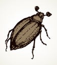 Chafer. Vector drawing of a big beetle