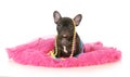 Cute female puppy Royalty Free Stock Photo