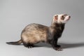 Furious young ferret on grey background