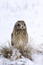 Cute female short eared owl with eyes closed Royalty Free Stock Photo