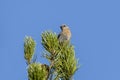 Female western Bluebird on a tree