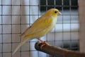 Beautiful yellow canary in cage at home resting Royalty Free Stock Photo