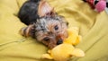 Cute female Yorkshire terrier puppy biting her yellow soft toy