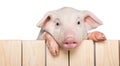 Pig Hanging from a Wooden Fence