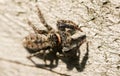 A cute Fence-Post Jumping Spider Marpissa muscosa hunting on a wooden fence in the UK.