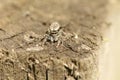 A cute Fence-Post Jumping Spider Marpissa muscosa on a wooden fence hunting for insects.