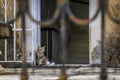 Cute feral alley mama cat feeding the baby kitten in Budva medieval Old Town outside an old house in Montenegro, Balkans