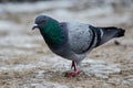 Cute feral pigeon looking for food on a frozen ground in the park