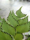 Cute fern spores