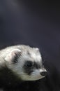 Cute ferret Royalty Free Stock Photo