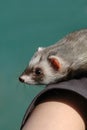 Cute ferret Royalty Free Stock Photo