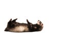 Cute ferret on its back Royalty Free Stock Photo