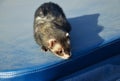 Cute ferret sitting on blue suitcase Royalty Free Stock Photo