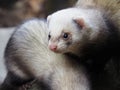 Cute ferret standing over its buddy and looking at the camera Royalty Free Stock Photo